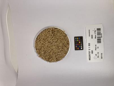 Click for 1 image(s) for this accession. SEED